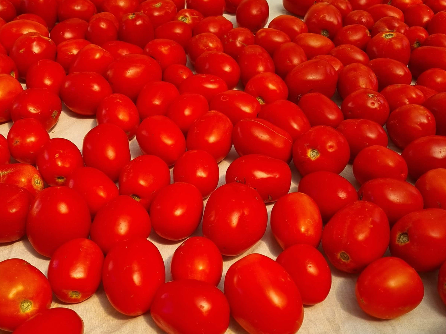 Roma Sauce Tomatoes 10kg Boxes