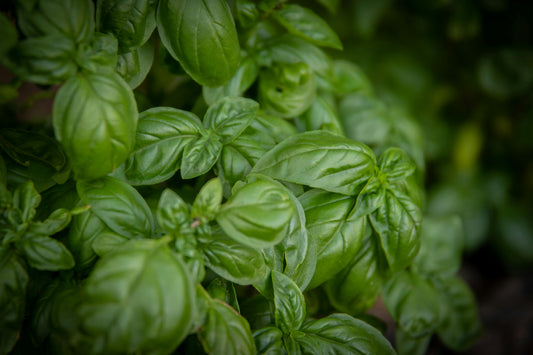 Sweet Basil